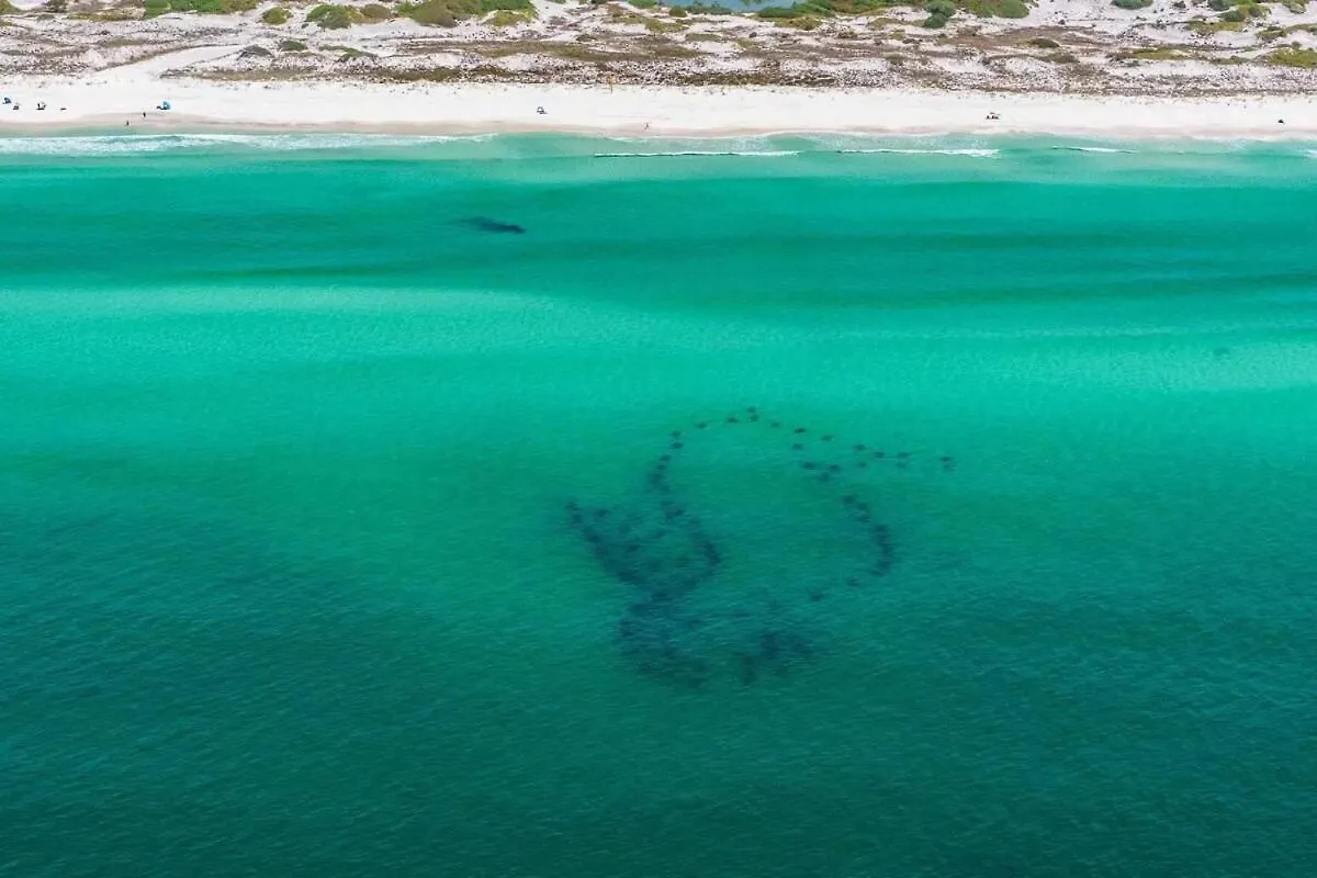 Sandestin Golf And Beach Resort Heron Walk - Golf Destin